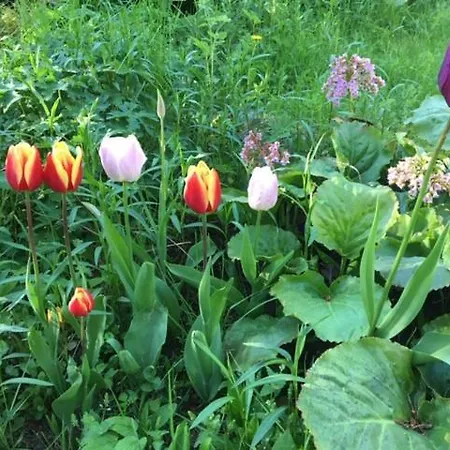 Lohja Cottage Alpehytte