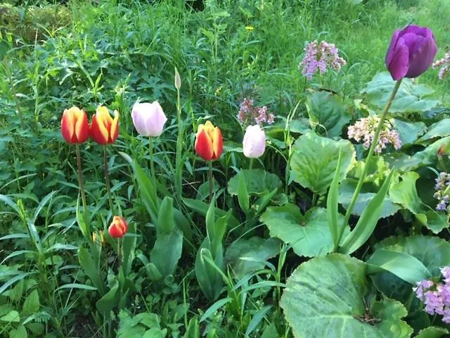 Lohja Cottage Chalet